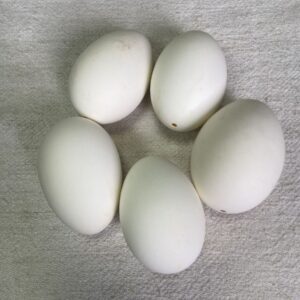 Яйце гусяче для писанки (P-110)